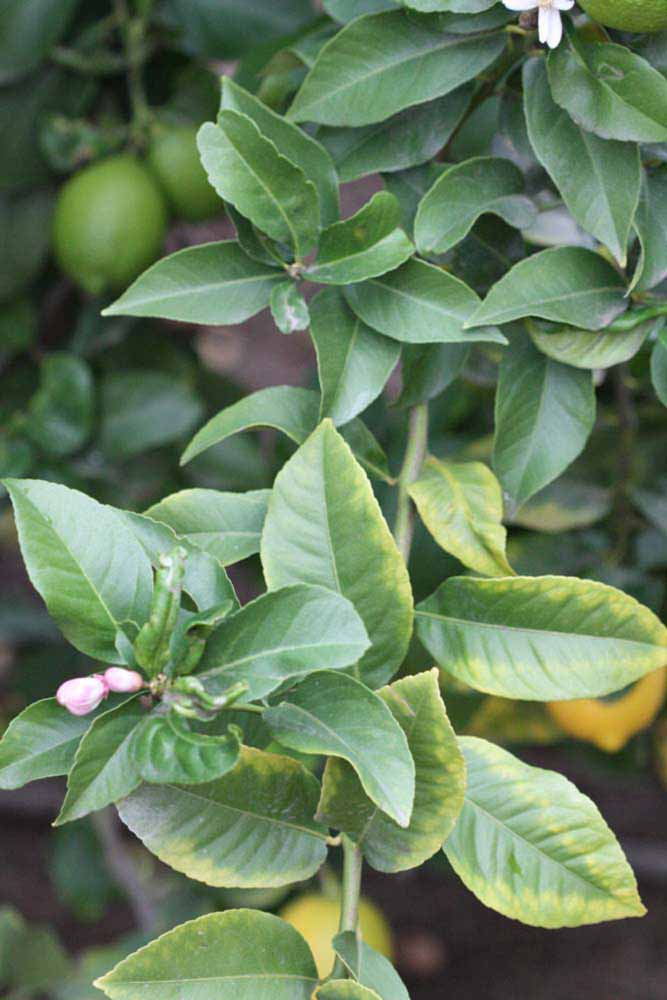               Sun leaves (Cascade, Riverside, CA)   